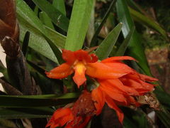 Scaphyglottis imbricata
