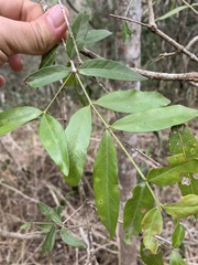 Pleurostylia capensis