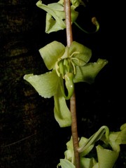 Cycnoches stenodactylon