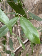 Pleurostylia capensis