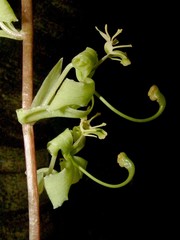 Cycnoches stenodactylon