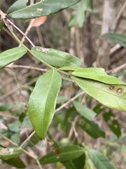 Pleurostylia capensis