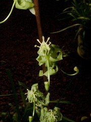 Cycnoches stenodactylon