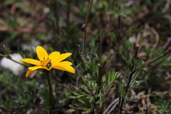 Asteroideae