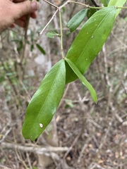 Pleurostylia capensis