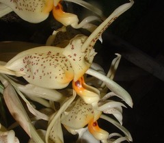 Stanhopea dodsoniana