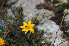 Asteroideae
