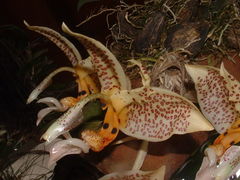 Stanhopea oculata