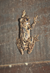 Litoria rothii