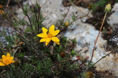 Asteroideae
