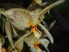 Stanhopea dodsoniana