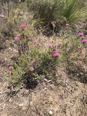 Melaleuca trichophylla