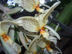 Stanhopea dodsoniana