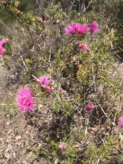 Melaleuca trichophylla