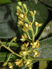 Prosthechea ochracea