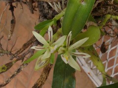 Prosthechea abbreviata