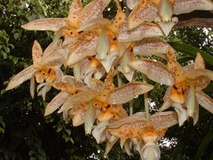 Stanhopea