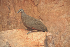 Petrophassa rufipennis