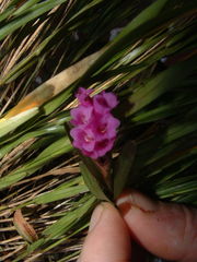 Isochilus linearis