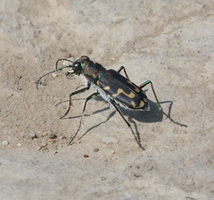Cicindela senilis