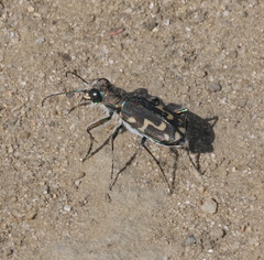 Cicindela senilis