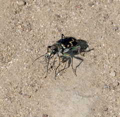 Cicindela senilis