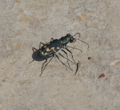 Cicindela senilis