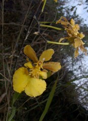 Oncidium ensatum