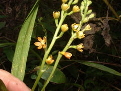 Prosthechea ochracea