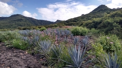 Agave tequilana
