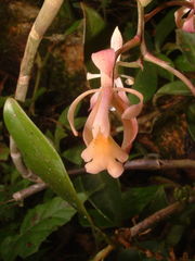 Epidendrum alabastrialatum