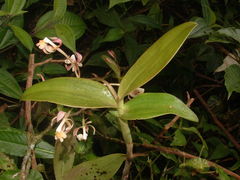 Epidendrum alabastrialatum