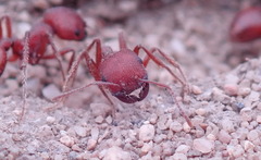Pogonomyrmex subdentatus