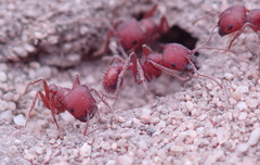 Pogonomyrmex subdentatus