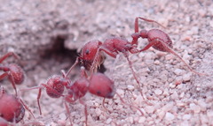 Pogonomyrmex subdentatus