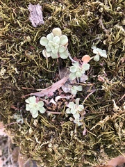 Sedum spathulifolium