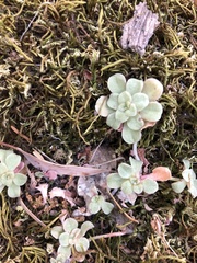 Sedum spathulifolium