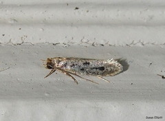 Niditinea orleansella