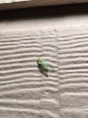 Chrysoperla plorabunda