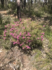 Melaleuca trichophylla