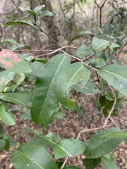 Ochna natalitia