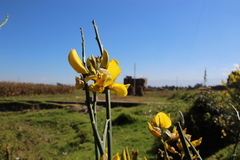 Spartium junceum
