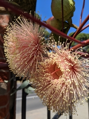 Eucalyptus youngiana