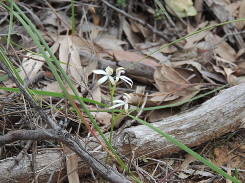 Image of Caladenia ustulata by no rights reserved