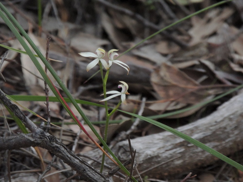 Image of Caladenia ustulata by no rights reserved