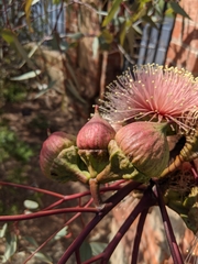 Eucalyptus youngiana