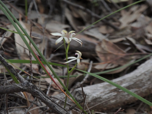 Image of Caladenia ustulata by no rights reserved