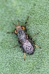 Stictomyia longicornis