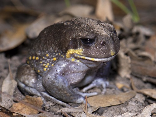 Giant Burrowing Frog (subspecies Heleioporus Australiacus 