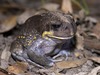 Giant Burrowing Frog - Photo (c) Tim Bawden, some rights reserved (CC BY-NC), uploaded by Tim Bawden